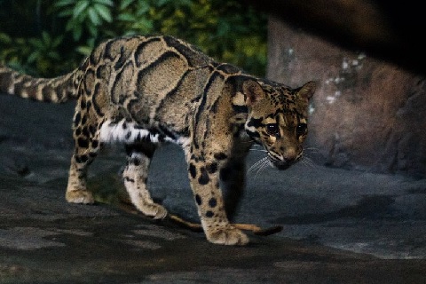 Clouded Leopards